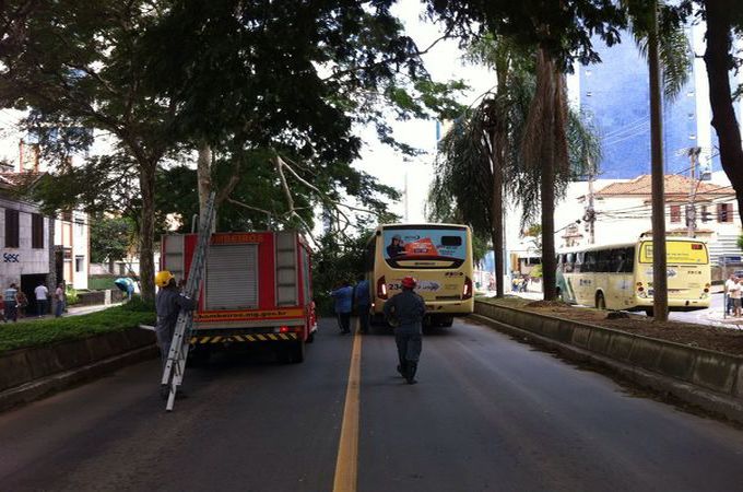 Corpo de Bombeiros alerta sobre riscos de queda de árvores