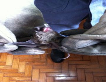 Cerca de 200 morcegos invadem casa em São João del-Rei