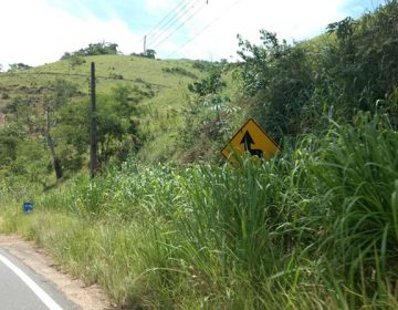 Vegetação cobre placas de sinalização da rodovia União Indústria