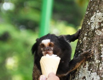 Três macacos são encontrados mortos em JF em menos de 24h