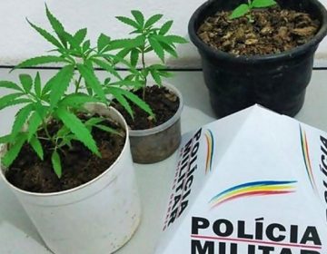 Adolescente é apreendido cultivando maconha dentro de casa