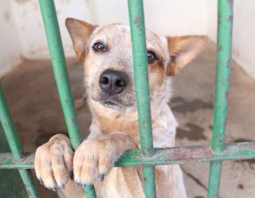 Comissão Extraordinária de Proteção dos Animais retoma trabalhos