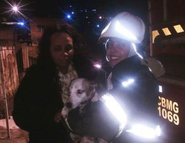 Bombeiros resgatam cachorro em incêndio no Ipiranga