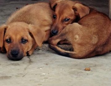 Iniciativas de populares garantem abrigo e amor a animais abandonados