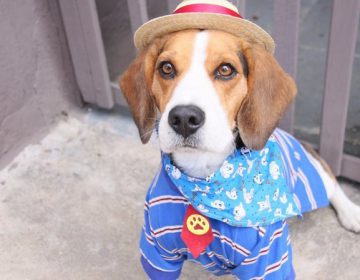 Festa julina “Arrasta Pet” acontece neste sábado no Independência Shopping