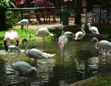 Grandes quedas d’água e diversidade da Mata Atlântica são alguns dos encantos de Foz do Iguaçu