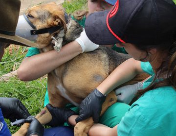 Canil Municipal cria histórico veterinário para cães e gatos