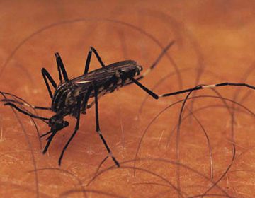 SS intensifica ações contra o Aedes aegypti em regiões com maior índice de infestação