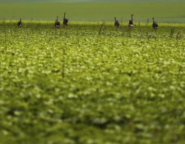 Apesar de recuo de 5,5%, safra 2017/2018 será a segunda maior dos últimos anos