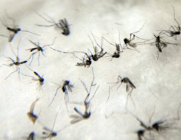 Pesquisa detecta vírus da febre amarela em novo tipo de mosquito