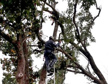 Homem fica preso a cerca de sete metros de altura durante corte de árvore em Muriaé