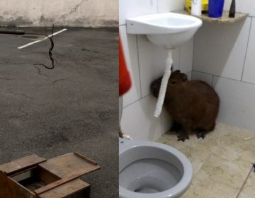 Bombeiros capturam serpentes e capivara dentro de residências da cidade