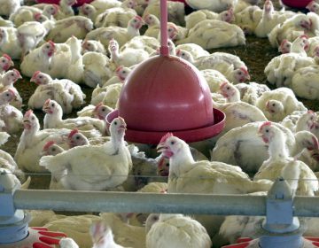 Agricultura suspende temporariamente venda de carne de frango à União Europeia