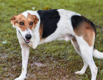 Canil Municipal promove evento de adoção de animais especiais