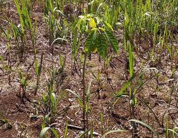 Parque da Lajinha recebe plantio de 13 mil mudas nativas da Mata Atlântica
