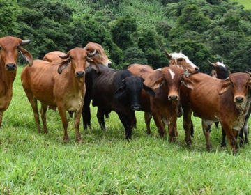 Vacinação de bovinos e búfalos contra a febre aftosa começa dia 1º de maio