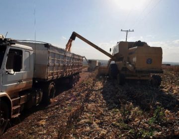 IBGE estima safra de grãos de 230 milhões de toneladas