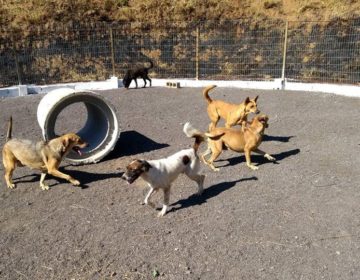 “Parcão” é mais uma opção de lazer para os cães do Canil Municipal