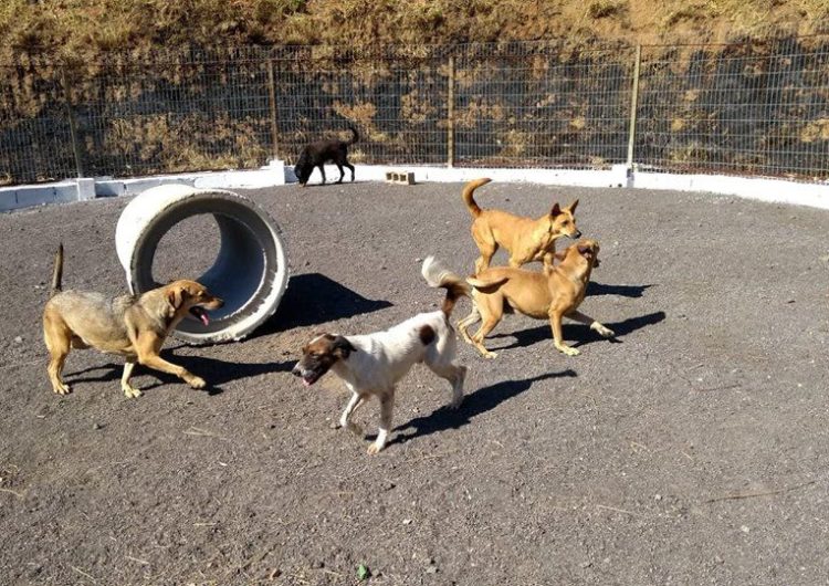 “Parcão” é mais uma opção de lazer para os cães do Canil Municipal