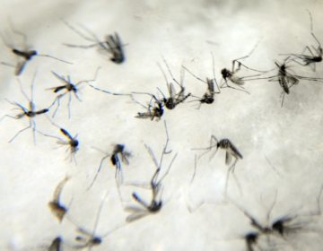 Doenças causadas por carrapatos, pulgas e mosquito triplicaram nos EUA