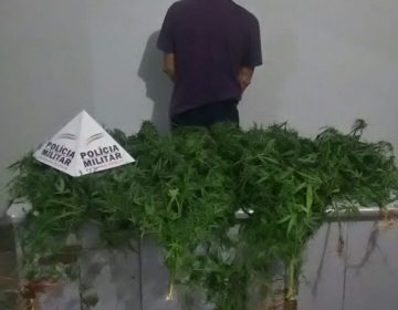 Homem é preso por cultivar maconha no quintal de casa em Abaeté