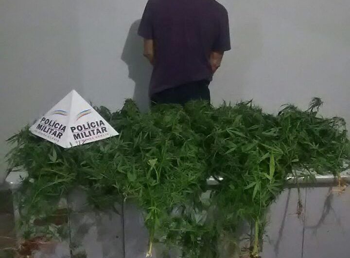 Homem é preso por cultivar maconha no quintal de casa em Abaeté