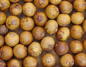 Plataforma de Bioquerosene e Renováveis tem lançamento nesta terça-feira