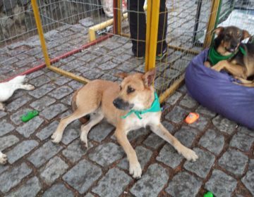 Jardim Norte recebe feira de adoção de animais da Aban