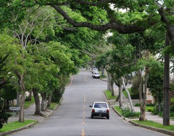 Multas por infração ambiental podem ser destinadas à arborização urbana