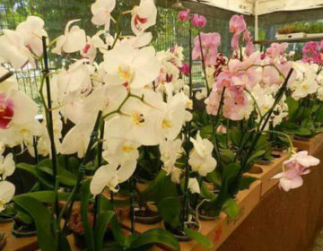 Feira de Holambra será aberta na terça, com mais de 200 variedades de flores e plantas