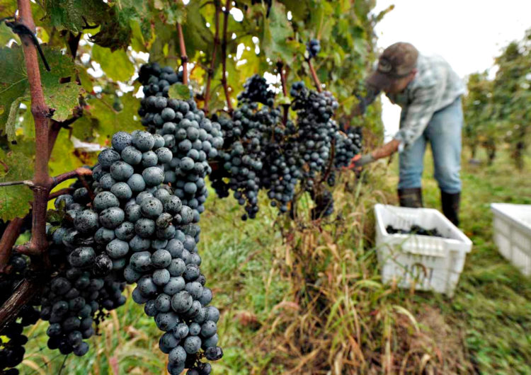 Passeio entre uvas: conheça o enoturismo na Serra Gaúcha
