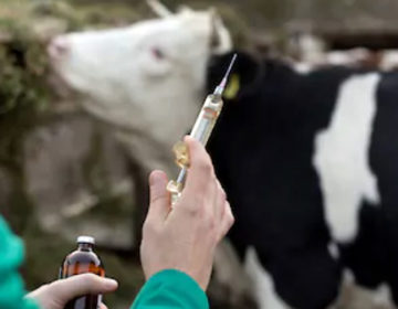 Campanha de vacinação antirrábica começa no dia 16 na Zona Rural