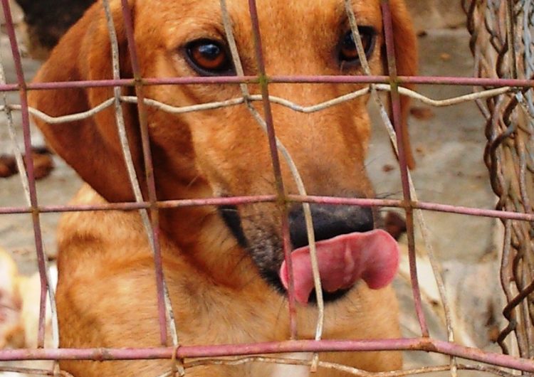 Passa a valer lei que proíbe testes em animais em Minas