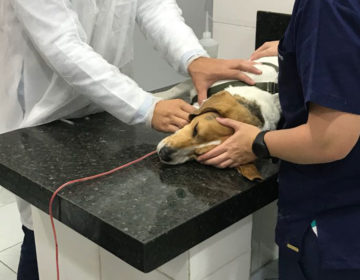 Doação de sangue entre pets pode salvar vidas, mas ainda é pouco conhecida