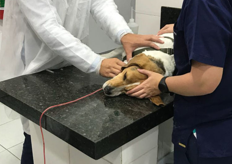 Doação de sangue entre pets pode salvar vidas, mas ainda é pouco conhecida