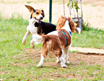 “2ª Cãominhada” acontece neste domingo no CEU/Zona Norte