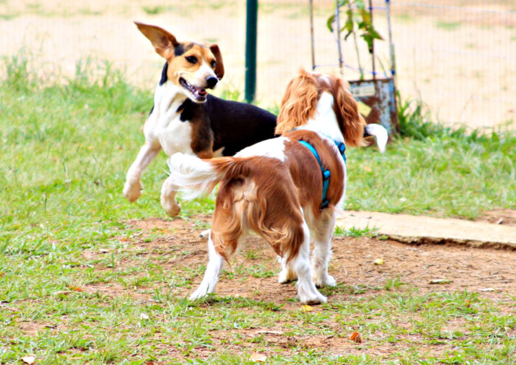“2ª Cãominhada” acontece neste domingo no CEU/Zona Norte