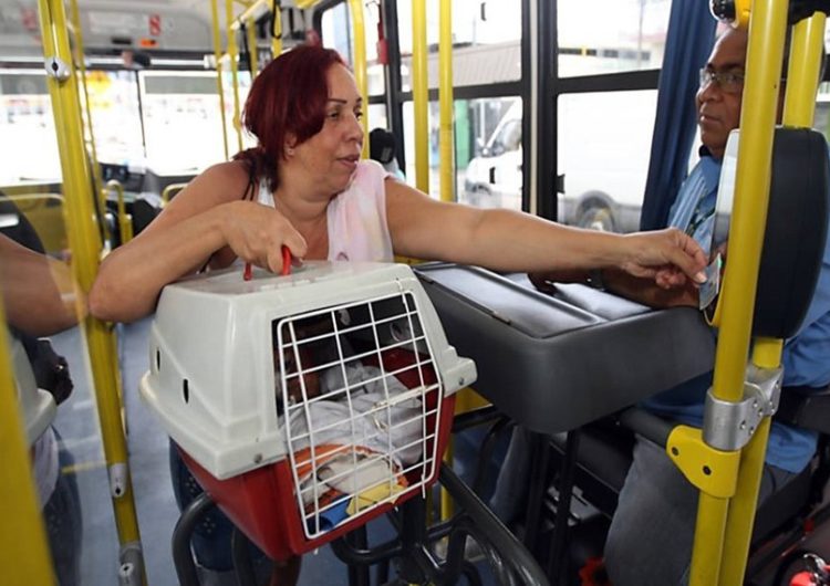 Senado discute proposta que garante embarque de animais domésticos em todos os meios de transporte