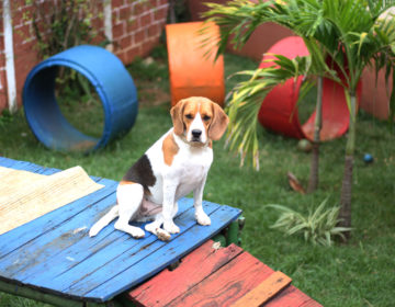 Hospedagem para pets é opção para quem vai viajar nas férias de julho