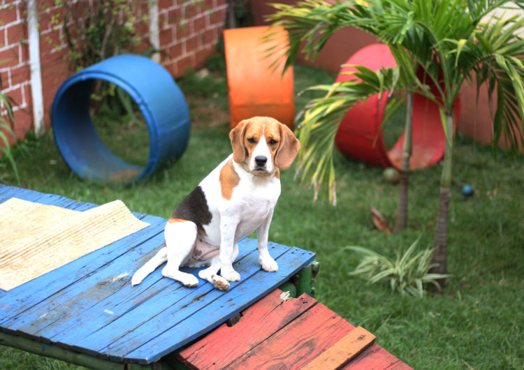 Hospedagem para pets é opção para quem vai viajar nas férias de julho