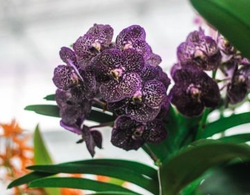 XVIII Exposição Nacional de Orquídeas tem programação especial para o fim de semana