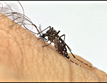 Cuidados no inverno ainda são necessários para controlar a proliferação do Aegypti