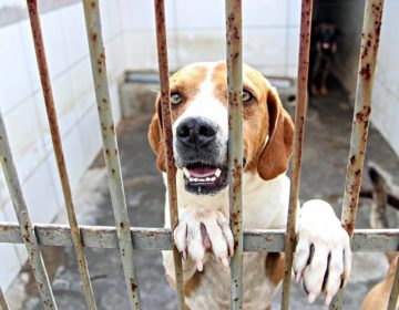 Canil Municipal promove evento de adoção na UFJF