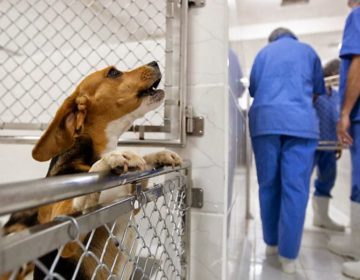 Lei que proíbe uso de animais para testes para a fabricação de cosméticos passa a valer no estado