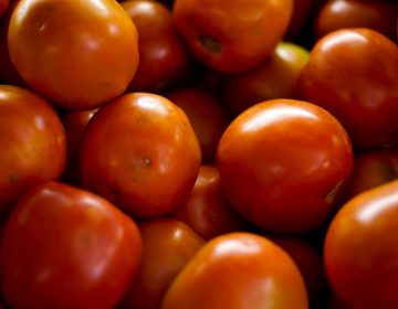 Embrapa cria tomates mais nutritivos e com maior produtividade