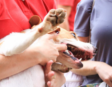 Contato com animais pode trazer benefícios à saúde