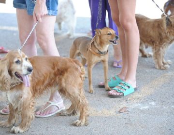 “Humanização” de animais de estimação gera negócios bilionários