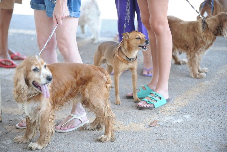 “Humanização” de animais de estimação gera negócios bilionários