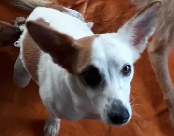 Projeto “Feliz Assim” tem novo local para abrigar e dar mais conforto aos animais especiais