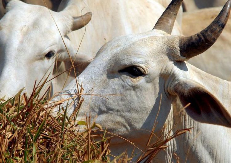 Abate de bovinos e de suínos cresce em relação a 2017